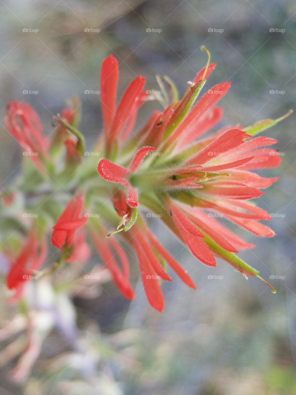 A detailed closeup of the bright red petals of wild Indian Paintbrush high in the mountains of Central Oregon on a sunny summer morning. 