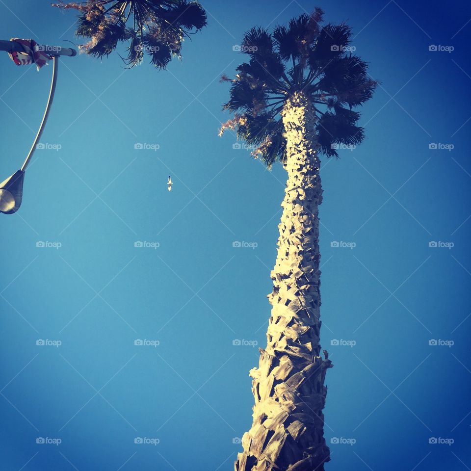 Looking Up in SoCal. Taken outside my hotel in Los Angeles. A palm tree with a seagull flying by.