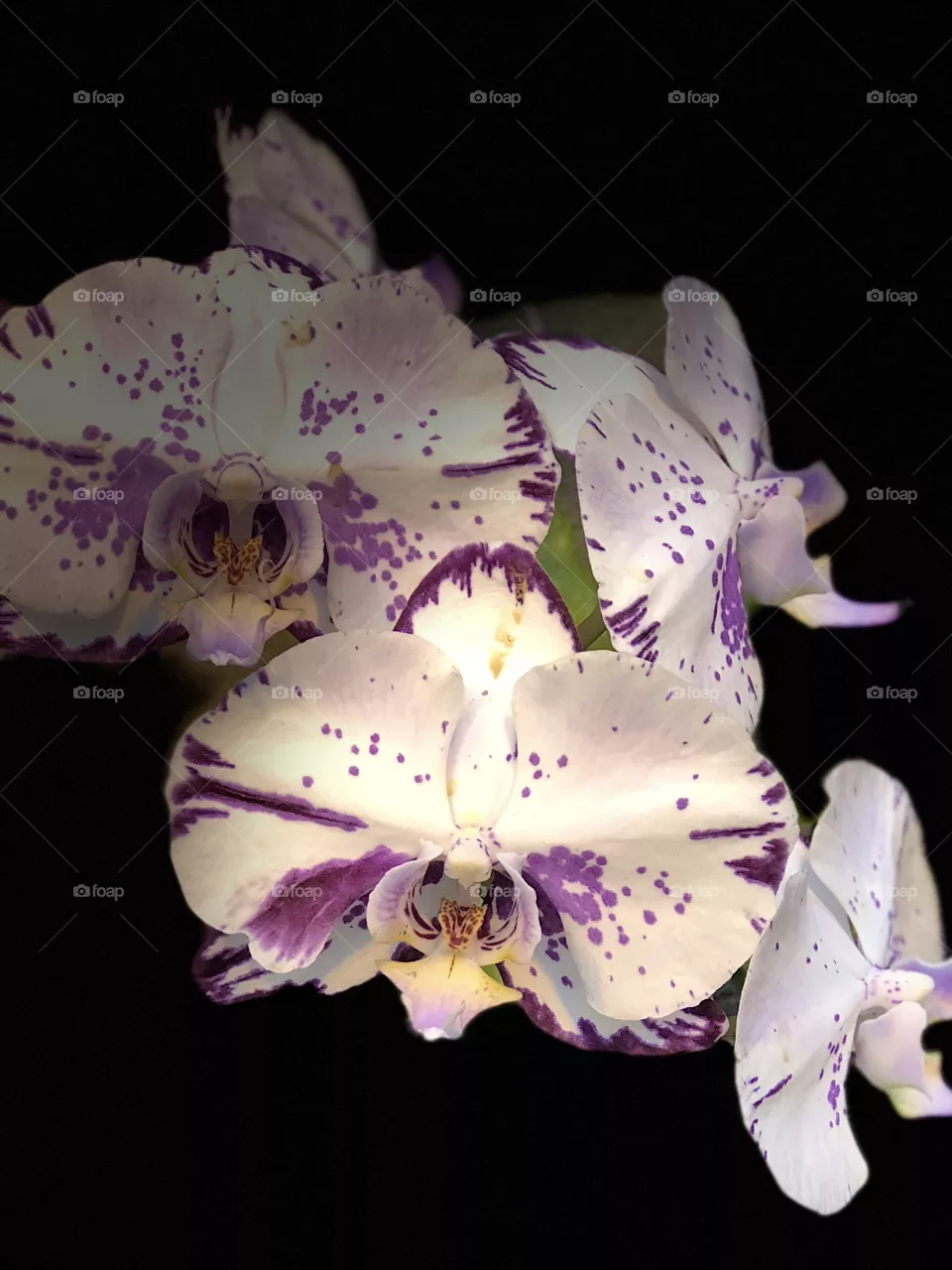 Orchid 