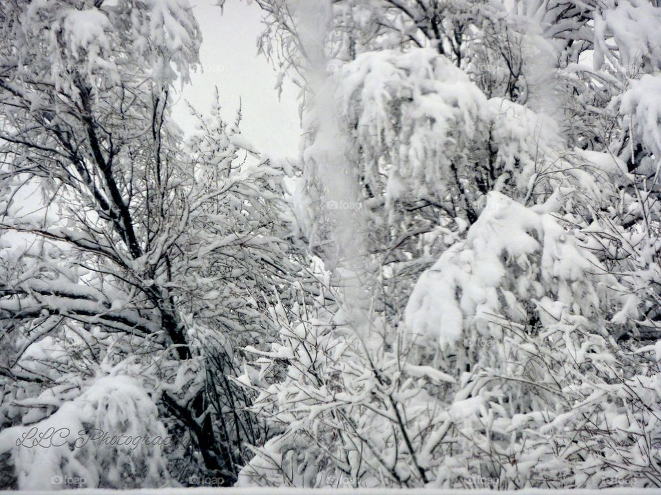 Winter Viewed Through a Window