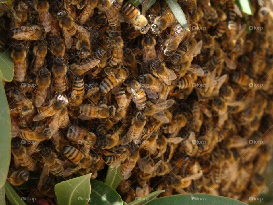 Bees