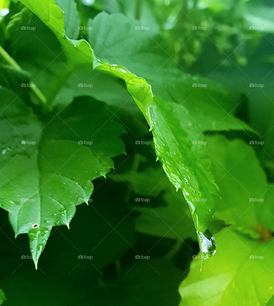 Leaf and drop
