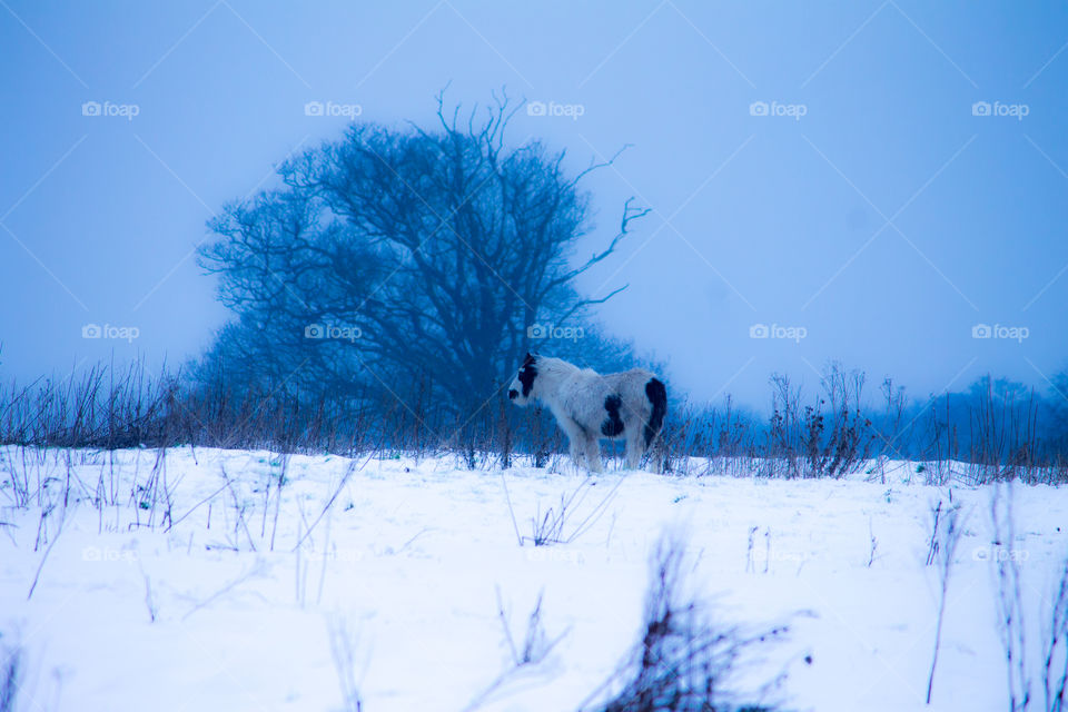 Winter, Snow, Cold, Frost, Frozen