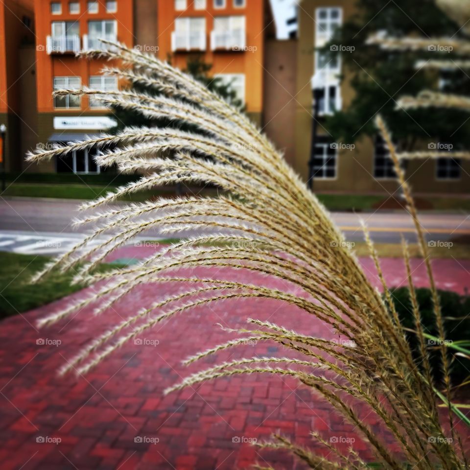 Marsh grass growing over a brick sidewalk in the foreground of apartment buildings 
