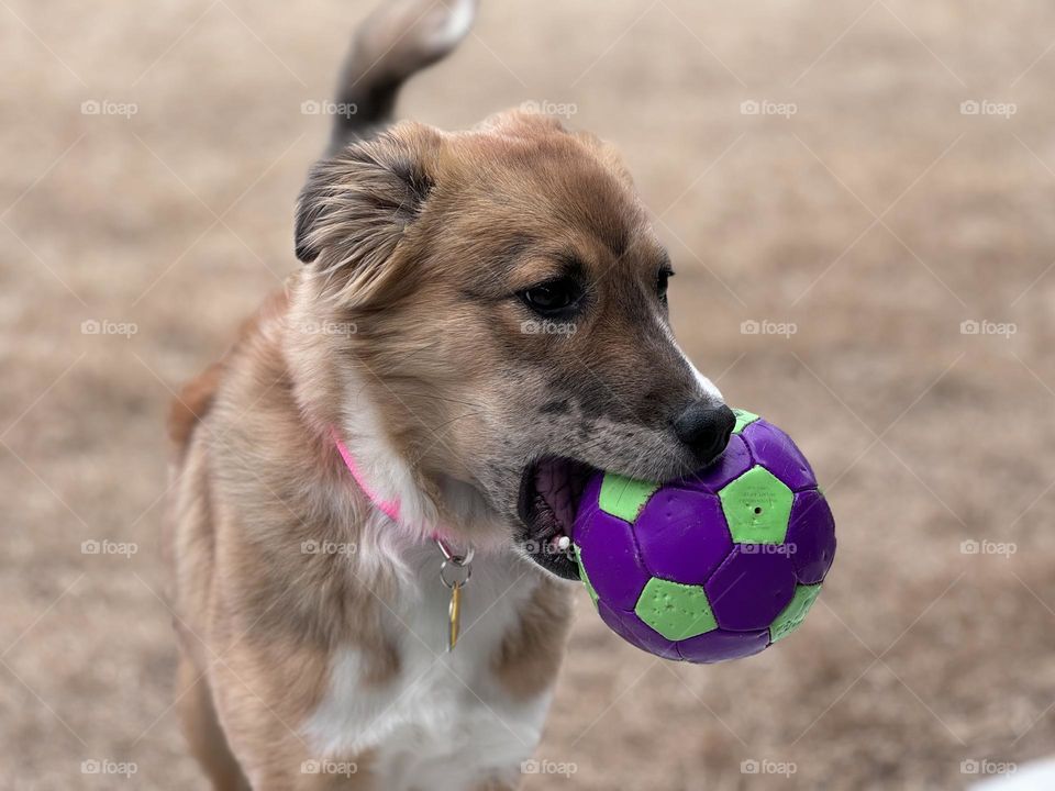 Foster dog named Cheese 