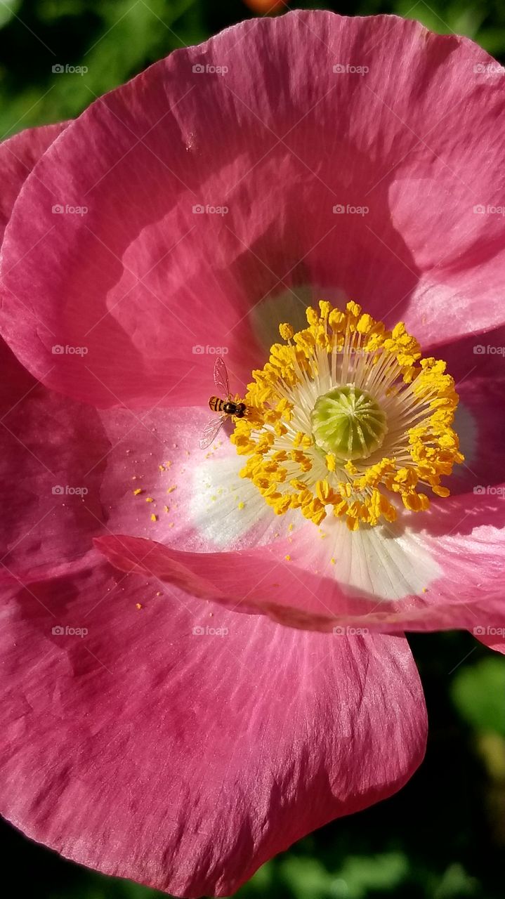 Poppy Flower & Bee
