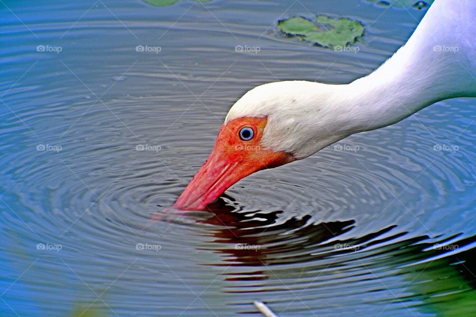 White ibis in wetlands . White ibis bird in wetlands