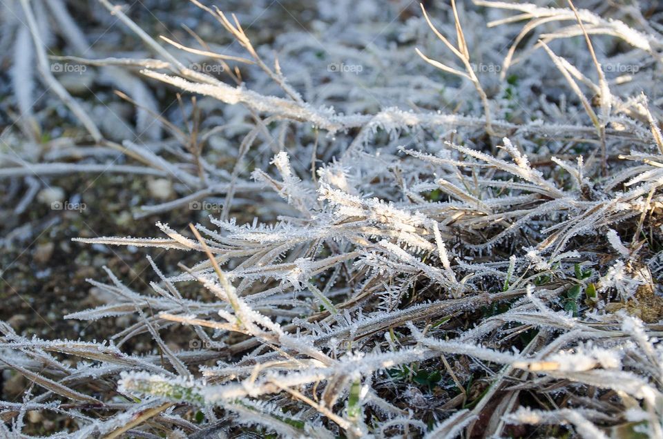 Frosty Marvels:Nature's Ice Artistry