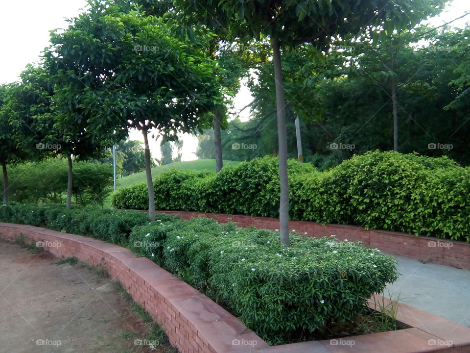 beautiful plants in a garden