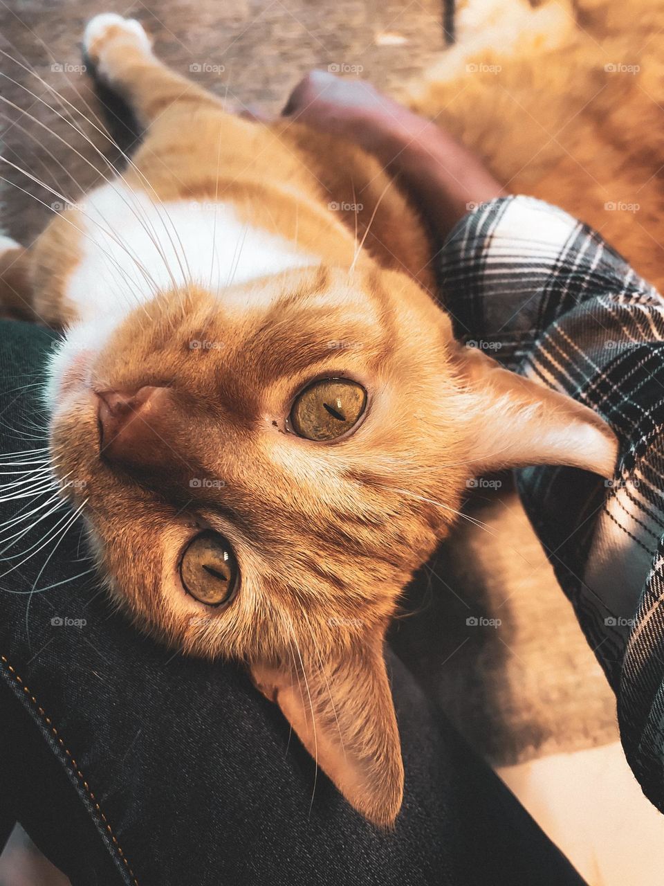 Light brown tabby cat on a person’s lap looking up to the camera.