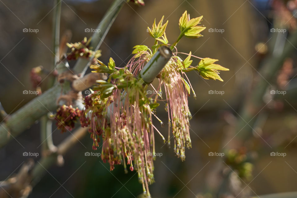 Buds growing on branches