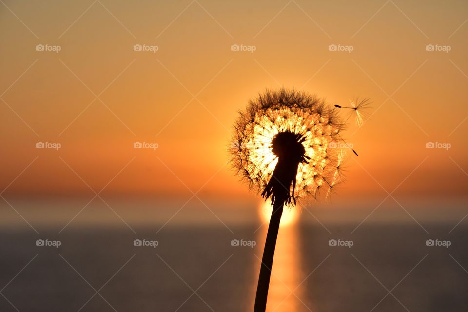 fluffy dandelion on sunrise background