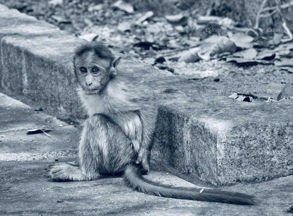 Monochromatic - Baby Monkey  - Animal photography 