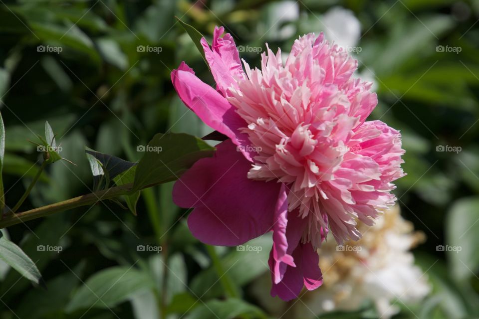 Peonies Pink