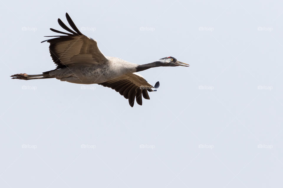 Closeup on one beautiful crane bird flying in the sky in fair weather, widespread wings 