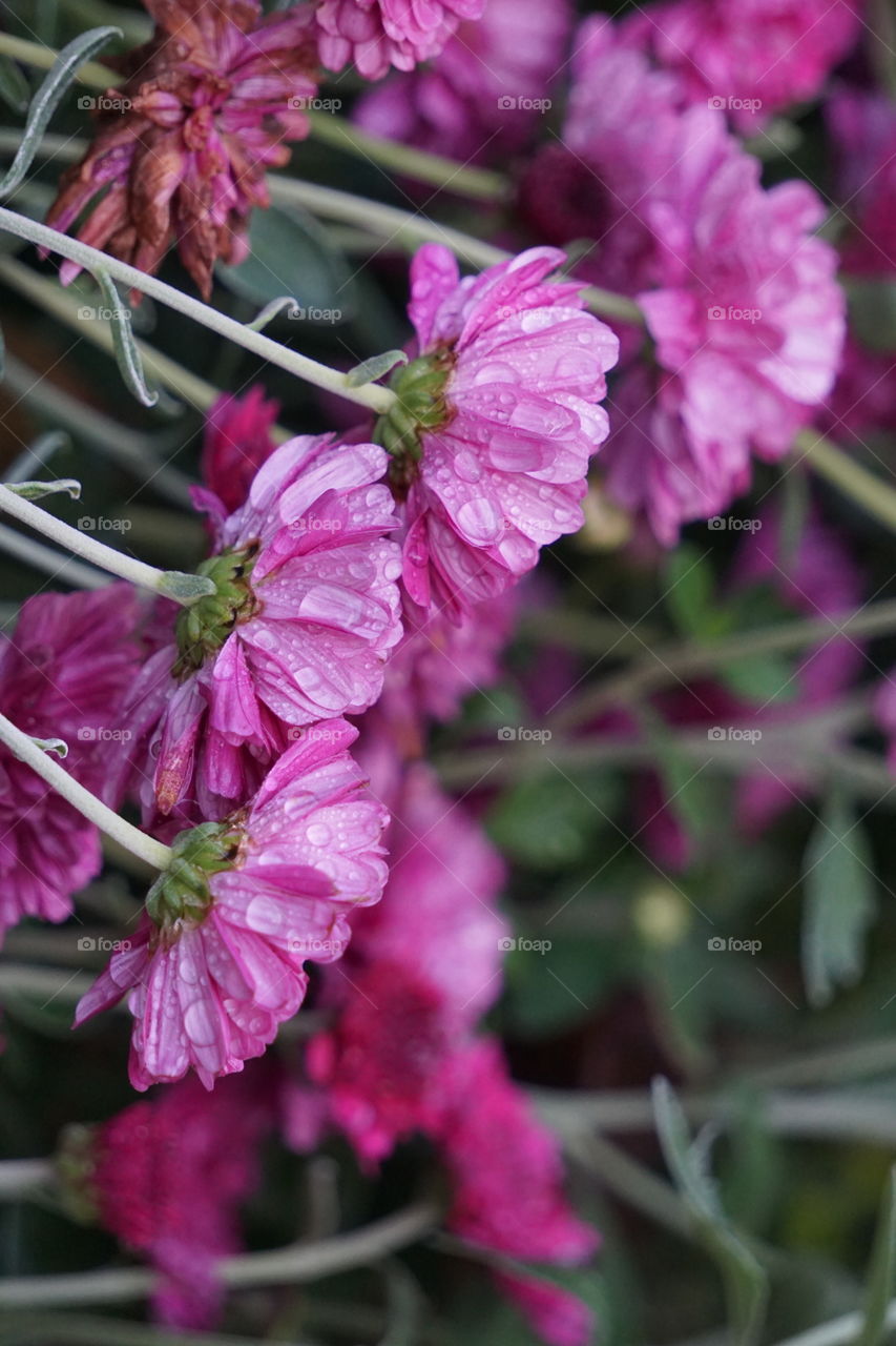 Chrysanthemums 