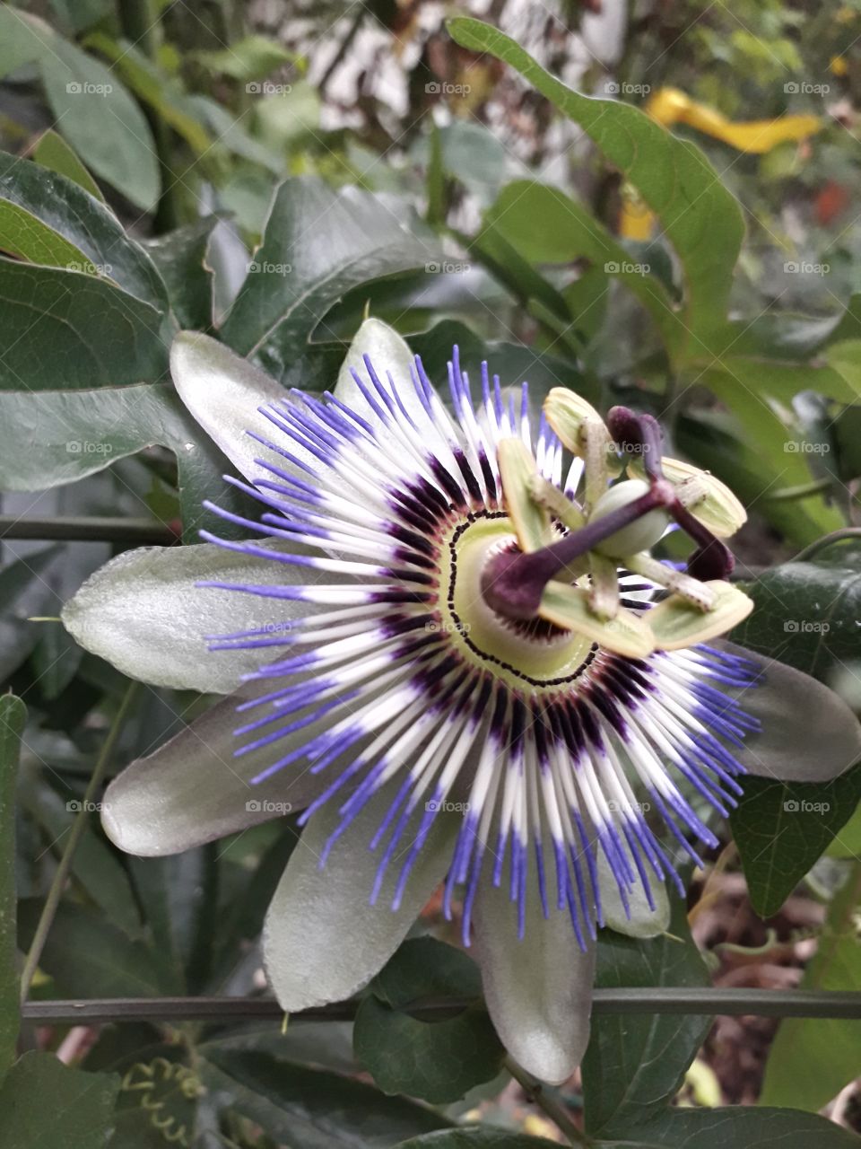 blue passion flower 2