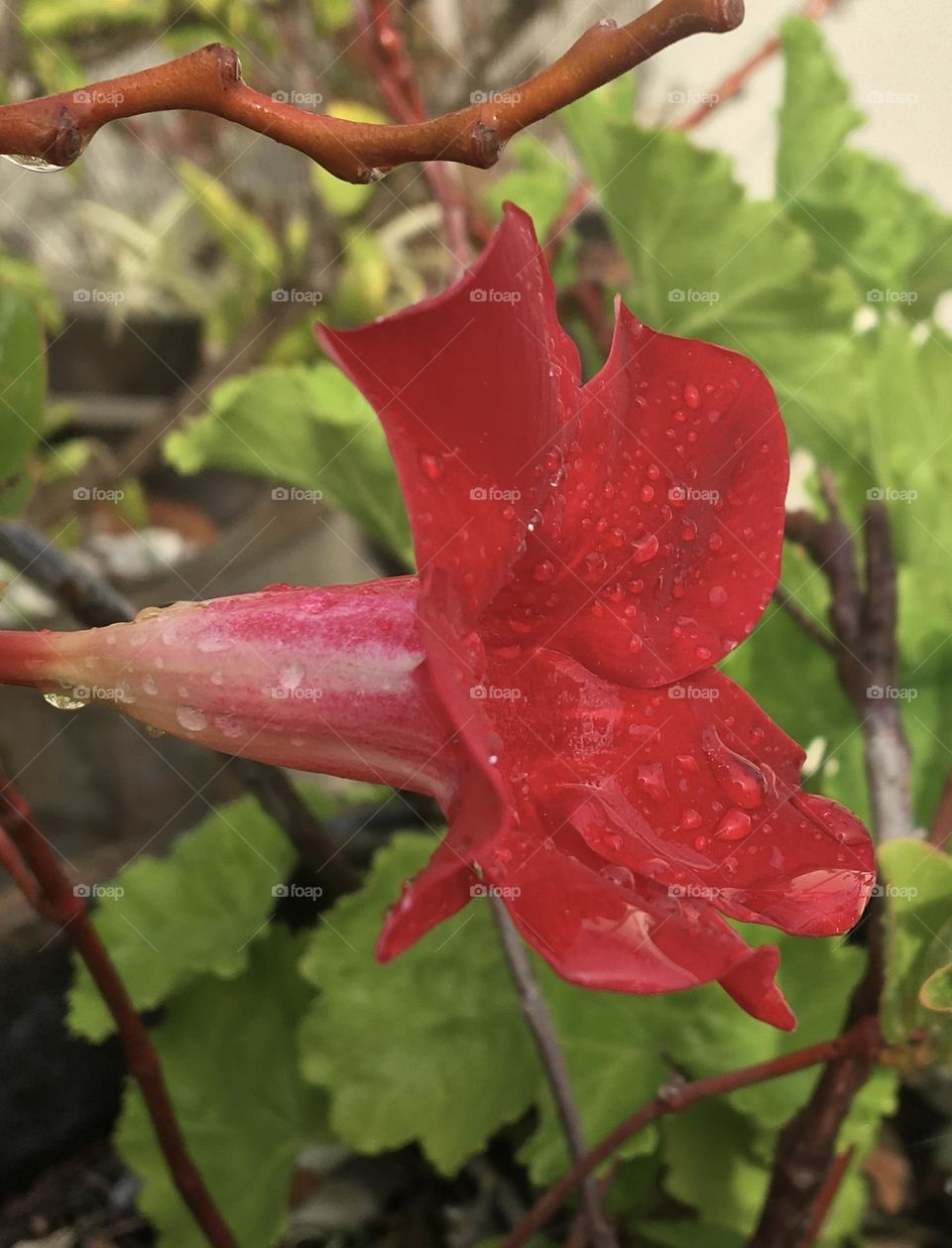 Red dipladenia flower after rain