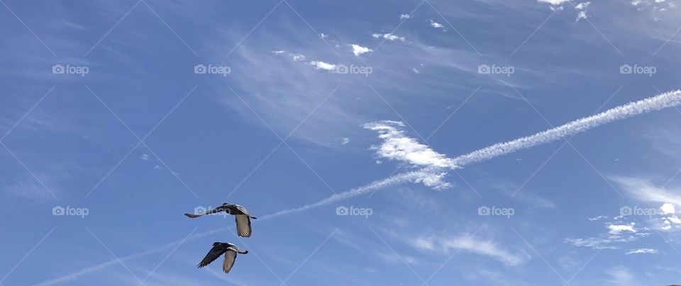 Flock of pigeons flying cross the sky 