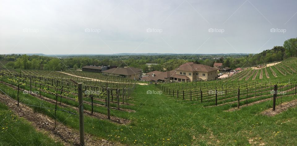Winery Panorama 