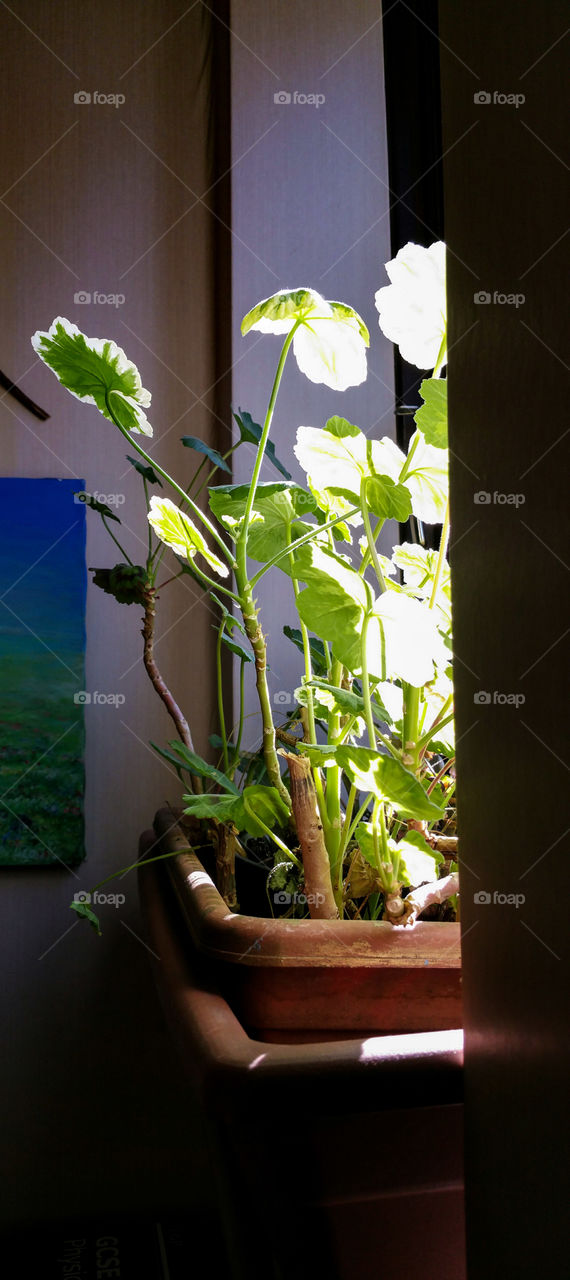 Pelargonium in sunl