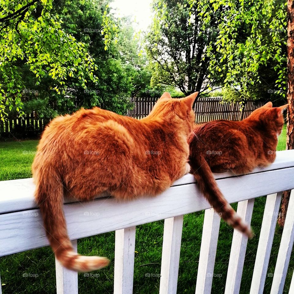 Brothers Bird Watching 