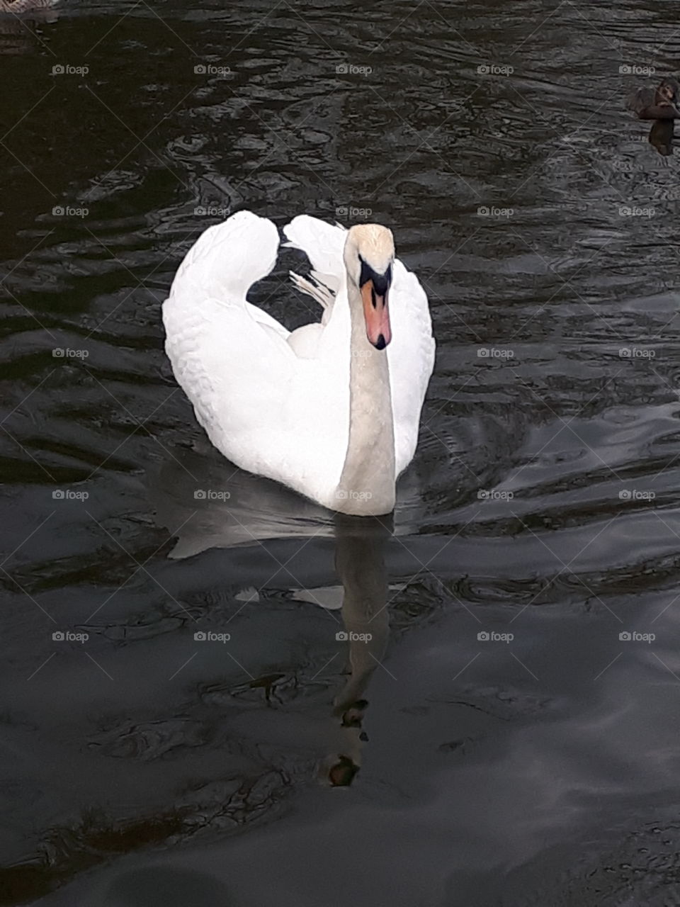 Beautiful Swan