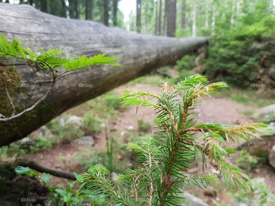 Wood, Nature, Leaf, No Person, Tree