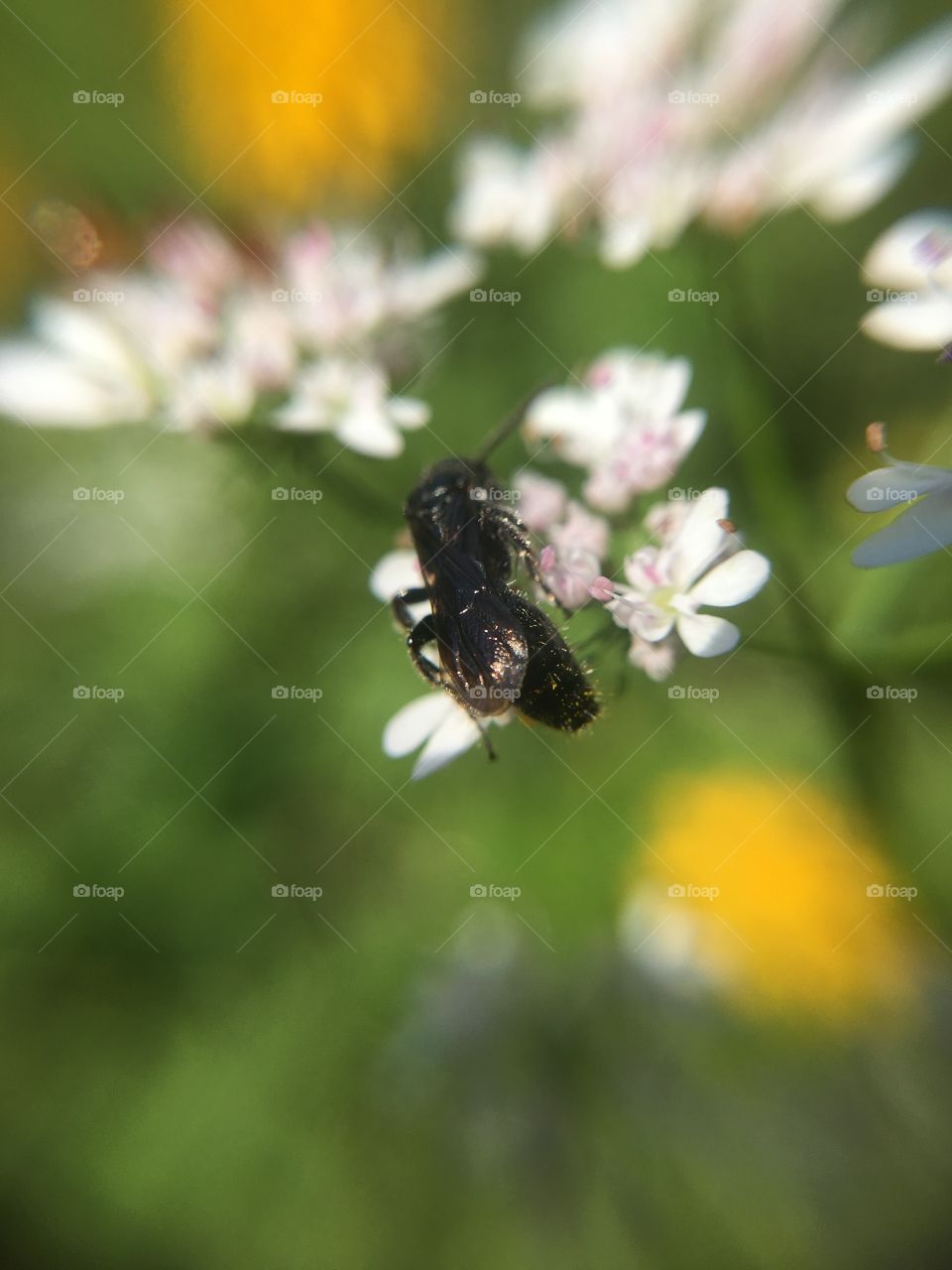 Insect on cilantro 