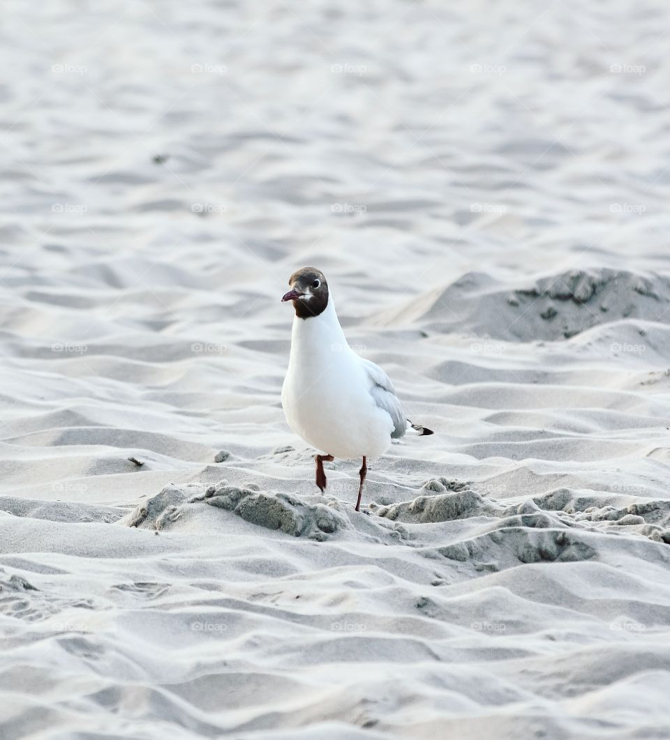 Seagull