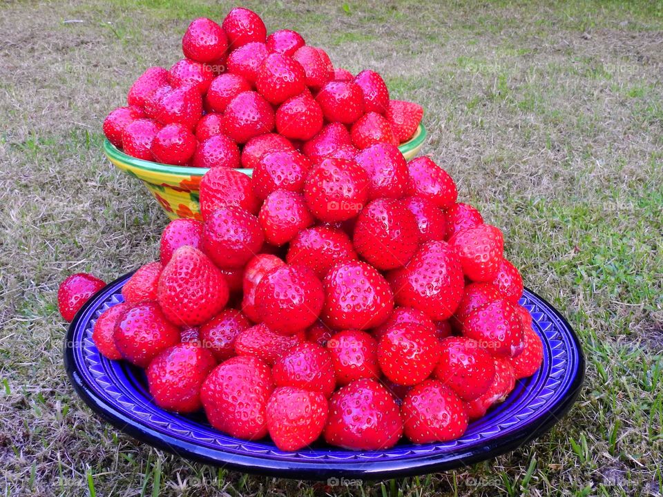 Loads of Strawberries 