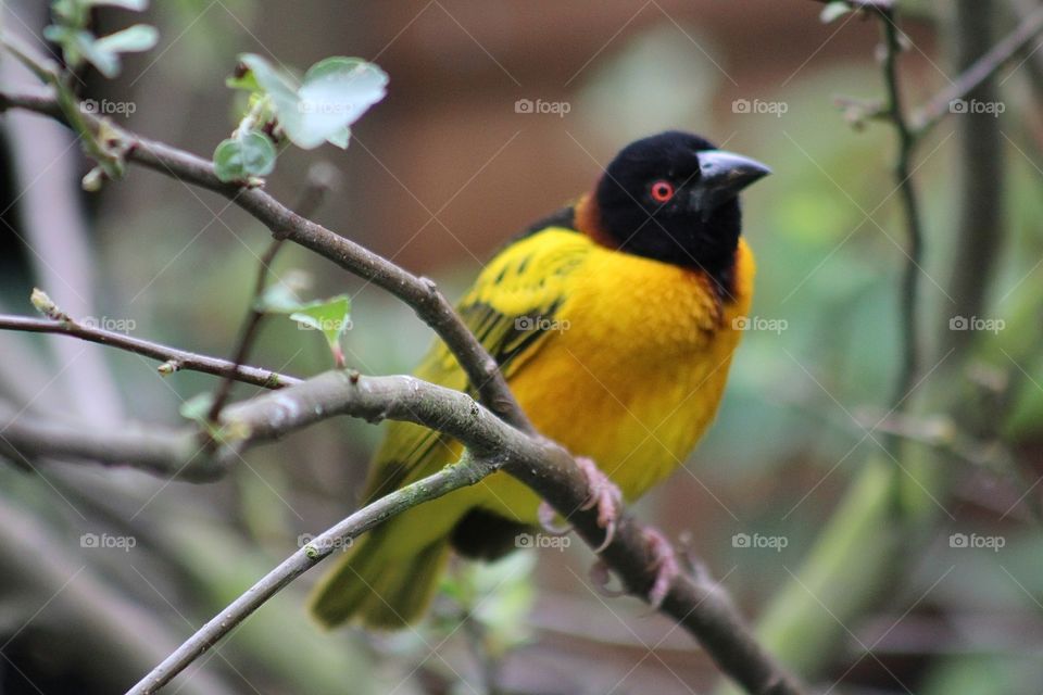 Yellow and black bird