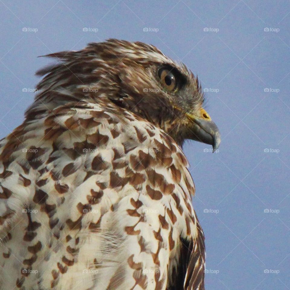Hawk Profile