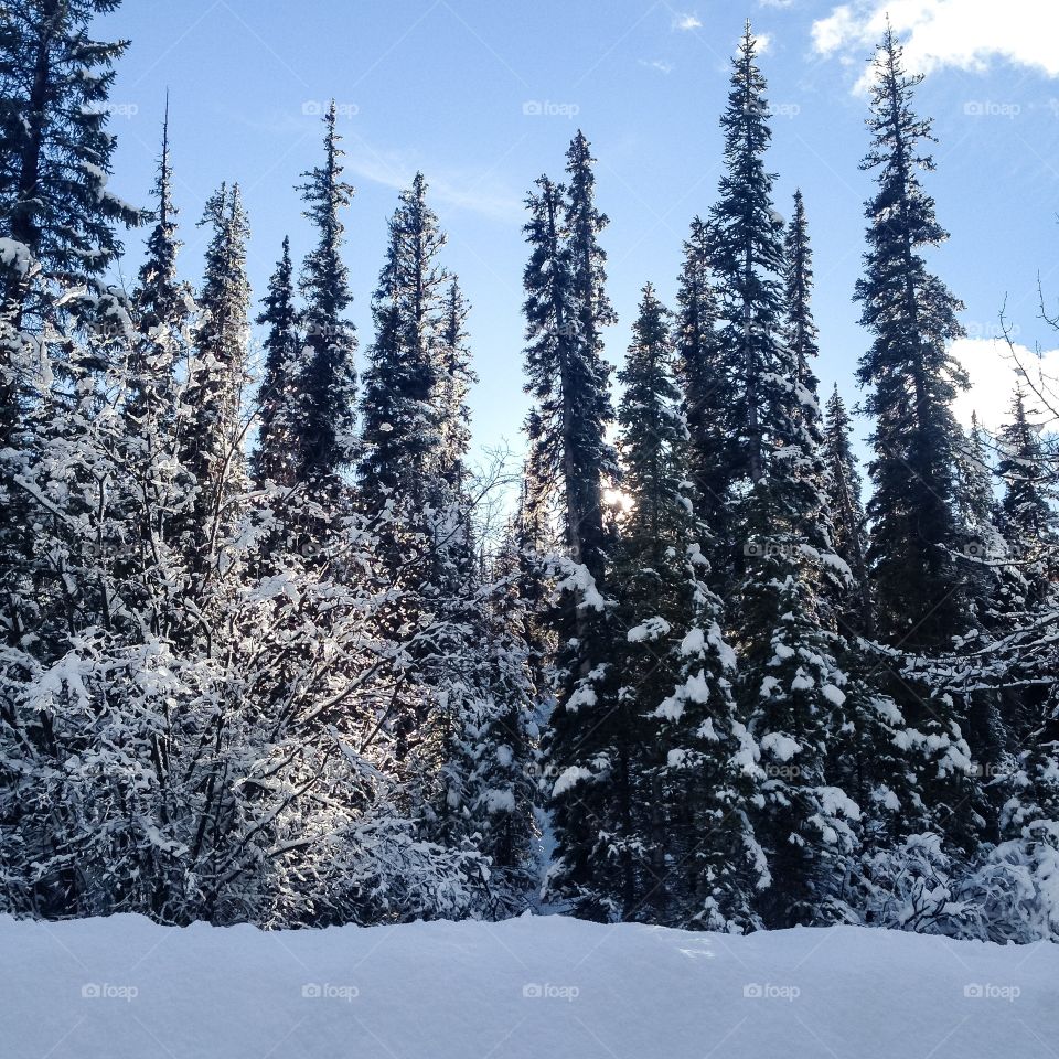 View of snowy trees
