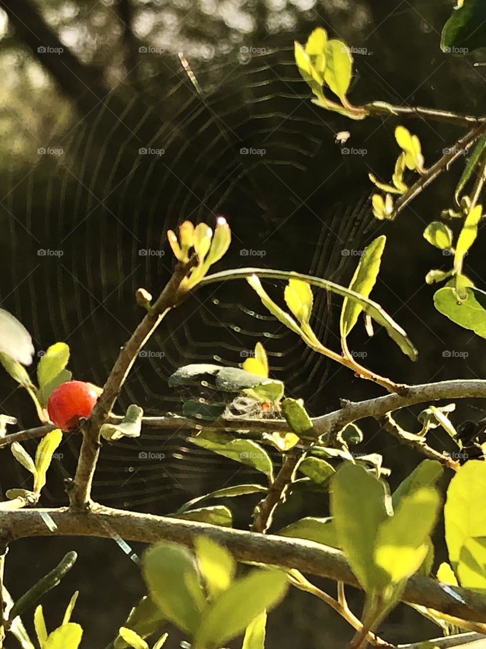 A Yaupon branch with only one red berry shares his branch with a sparkling spider web here on the ranch in Texas!