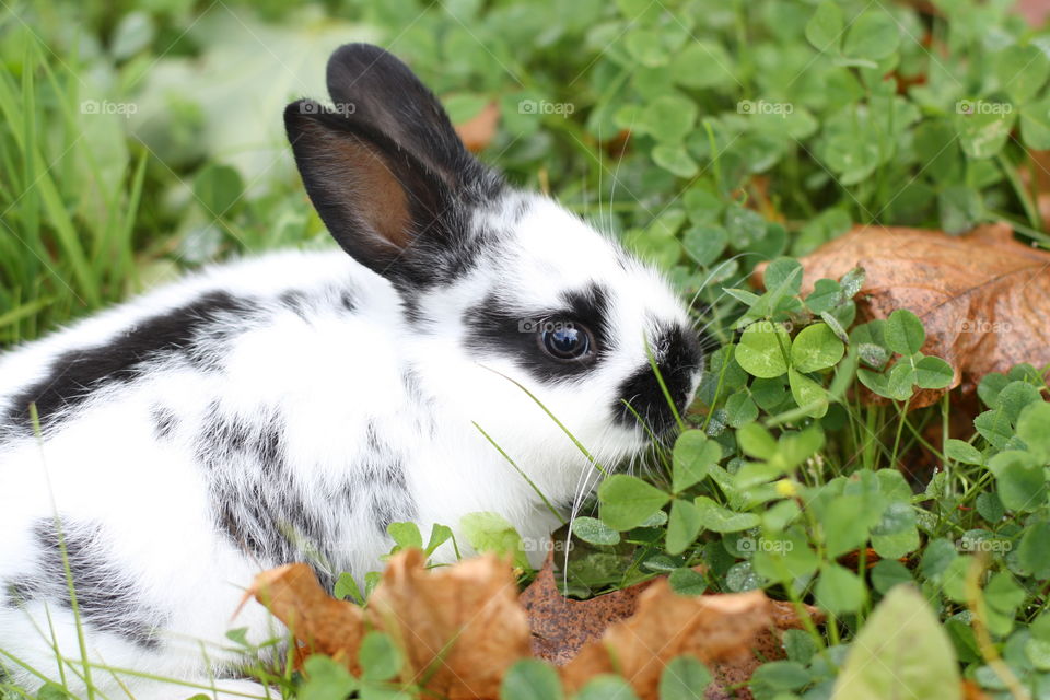 bunny in the meadow