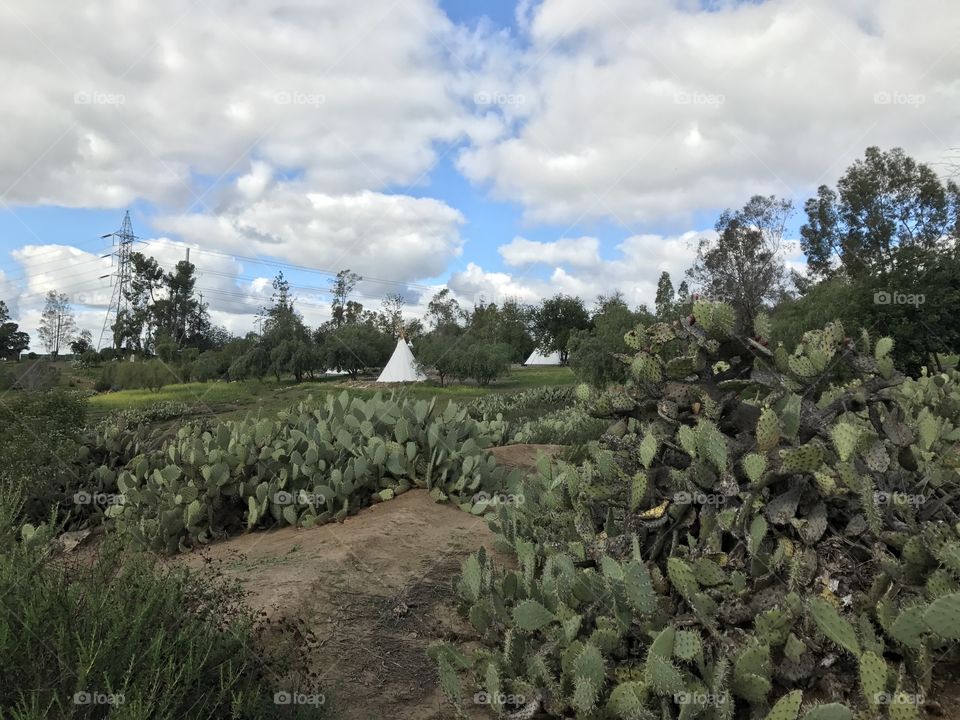 Teepee in the cactuses.