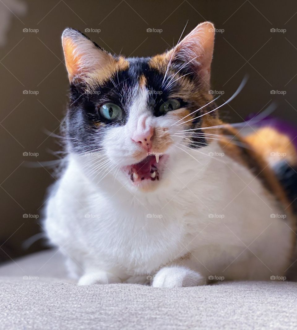 Calico cat making a funny face 