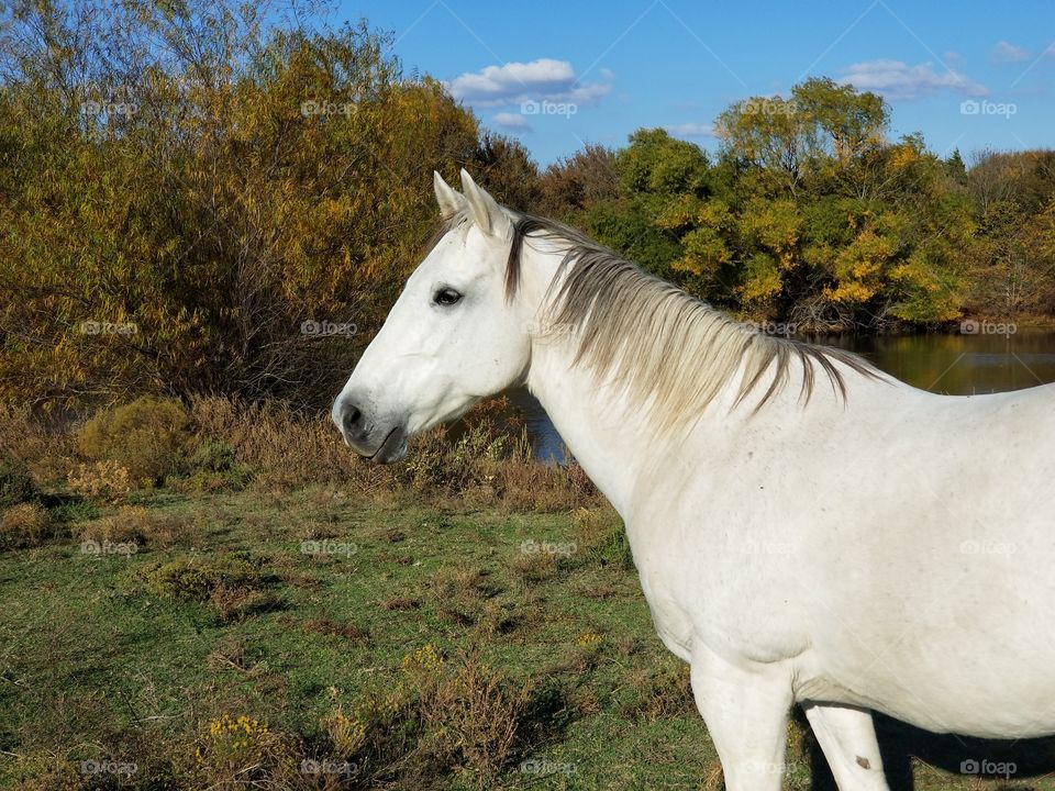 Gray Horse in a Fall Field