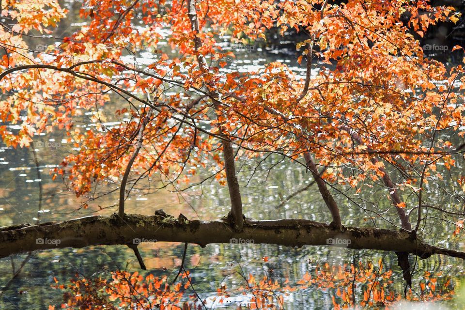 Autumn reflections 