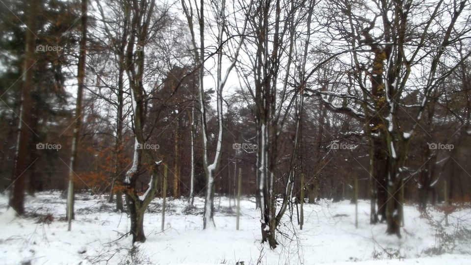 Winter, Snow, Wood, Tree, Weather