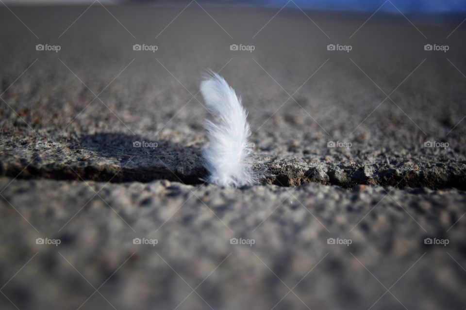 Soft feather in the midst of hard concrete