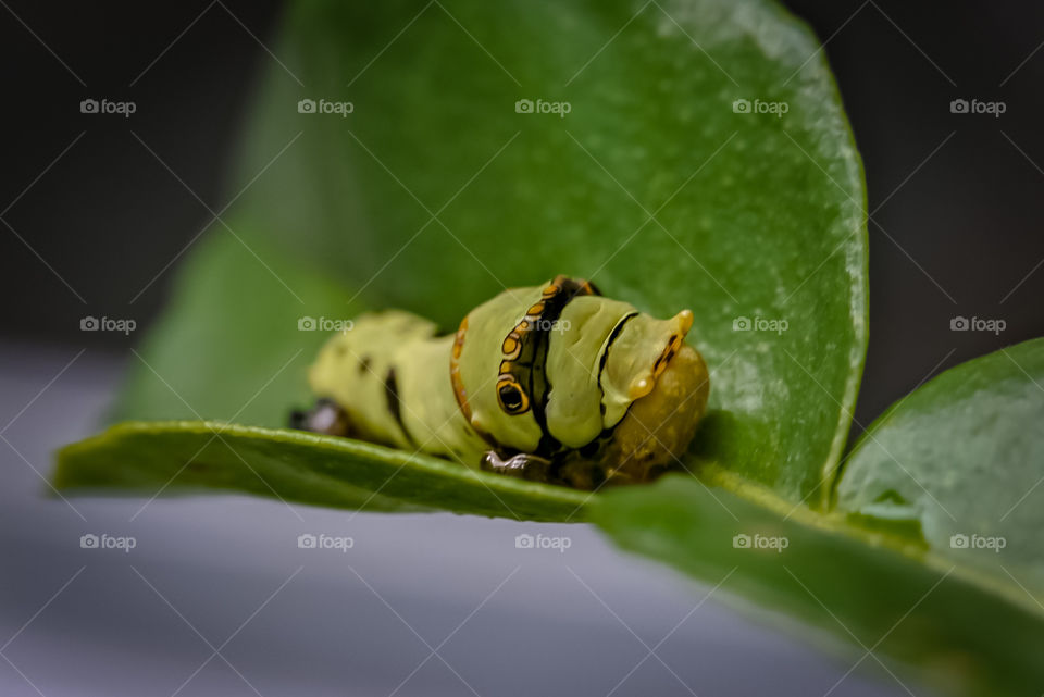 Agrius convolvuli, the convolvulus hawk-moth.