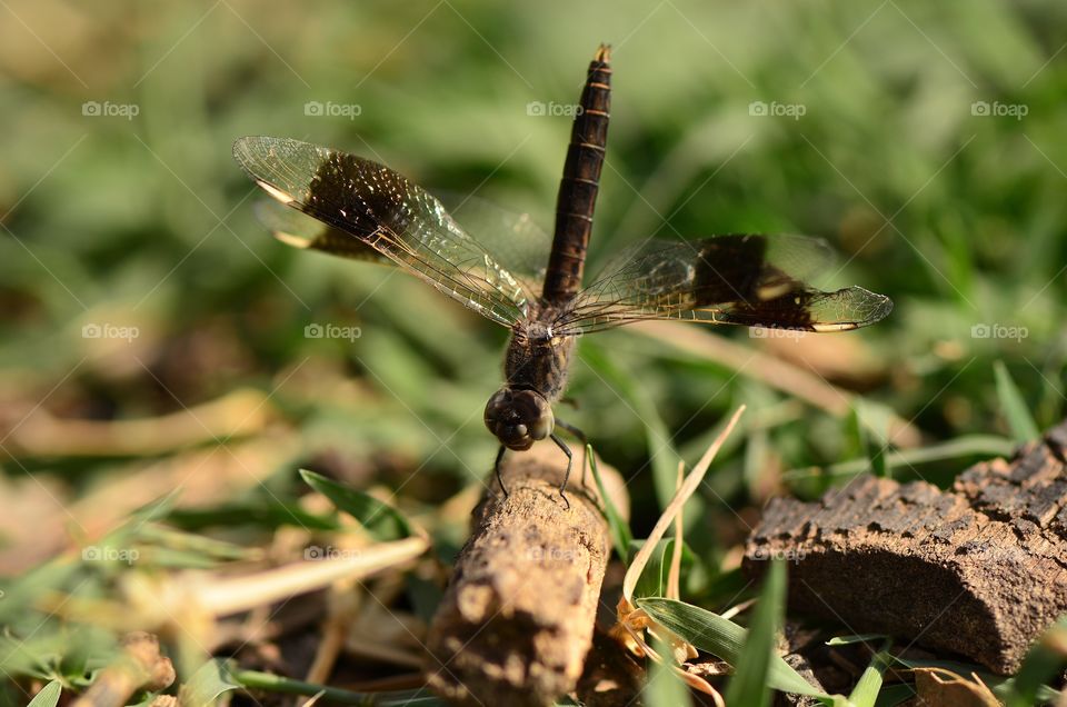 dragonfly