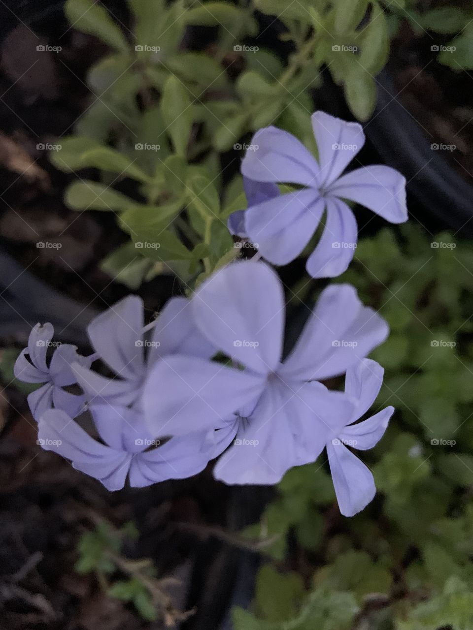 The stories of the purple , Thailand ( Countryside)