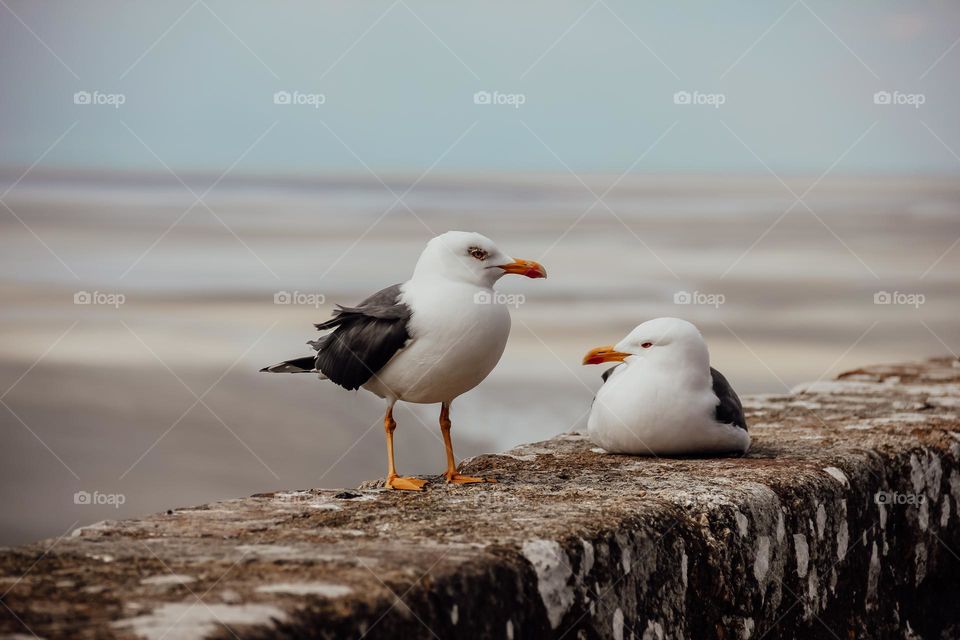 A dialog between two seagulls