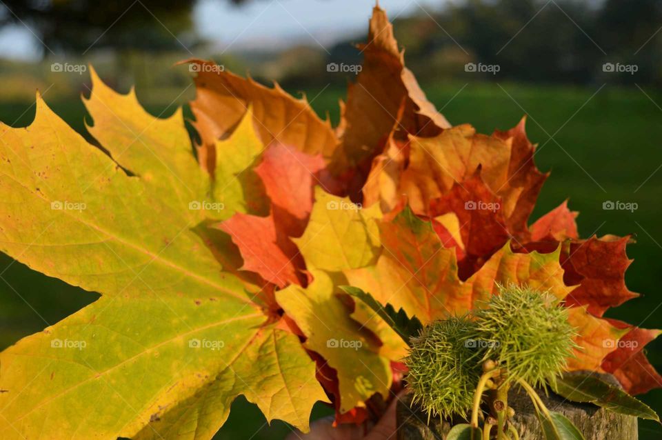 colors of autumn