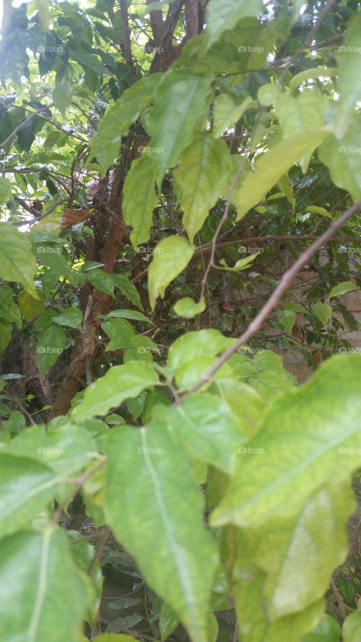 ugarassa tree