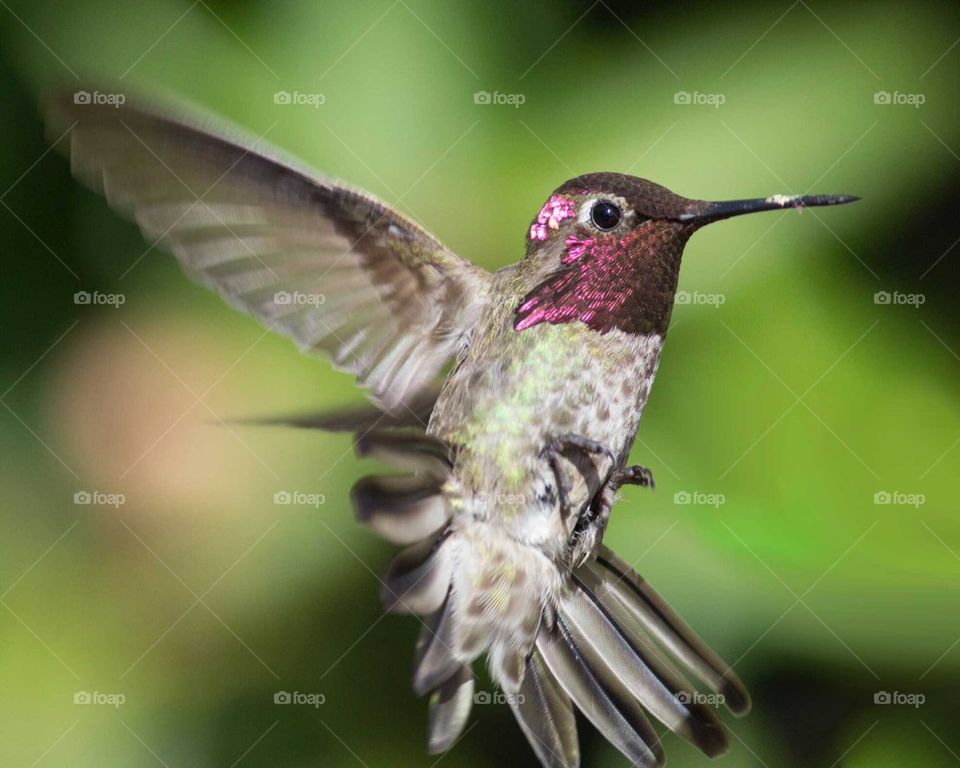 Hummingbird