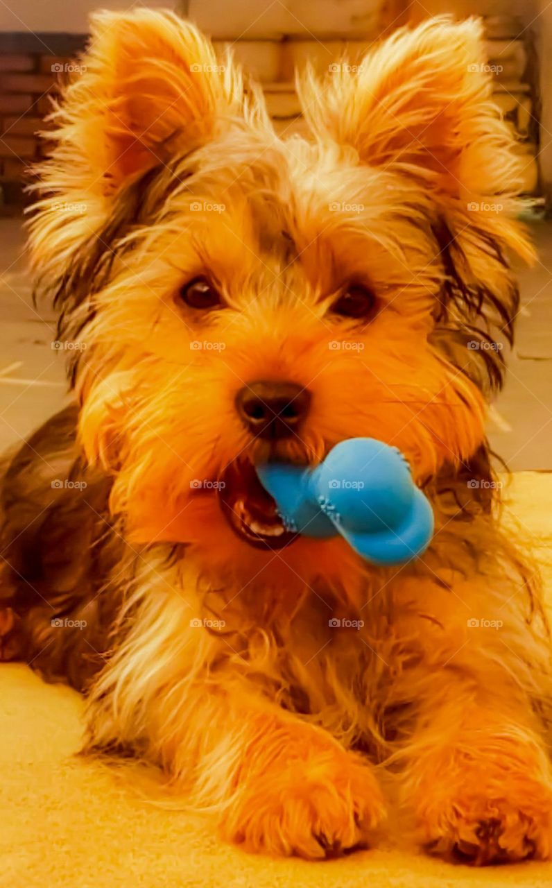 Dog portrait with rubber bone in mouth.